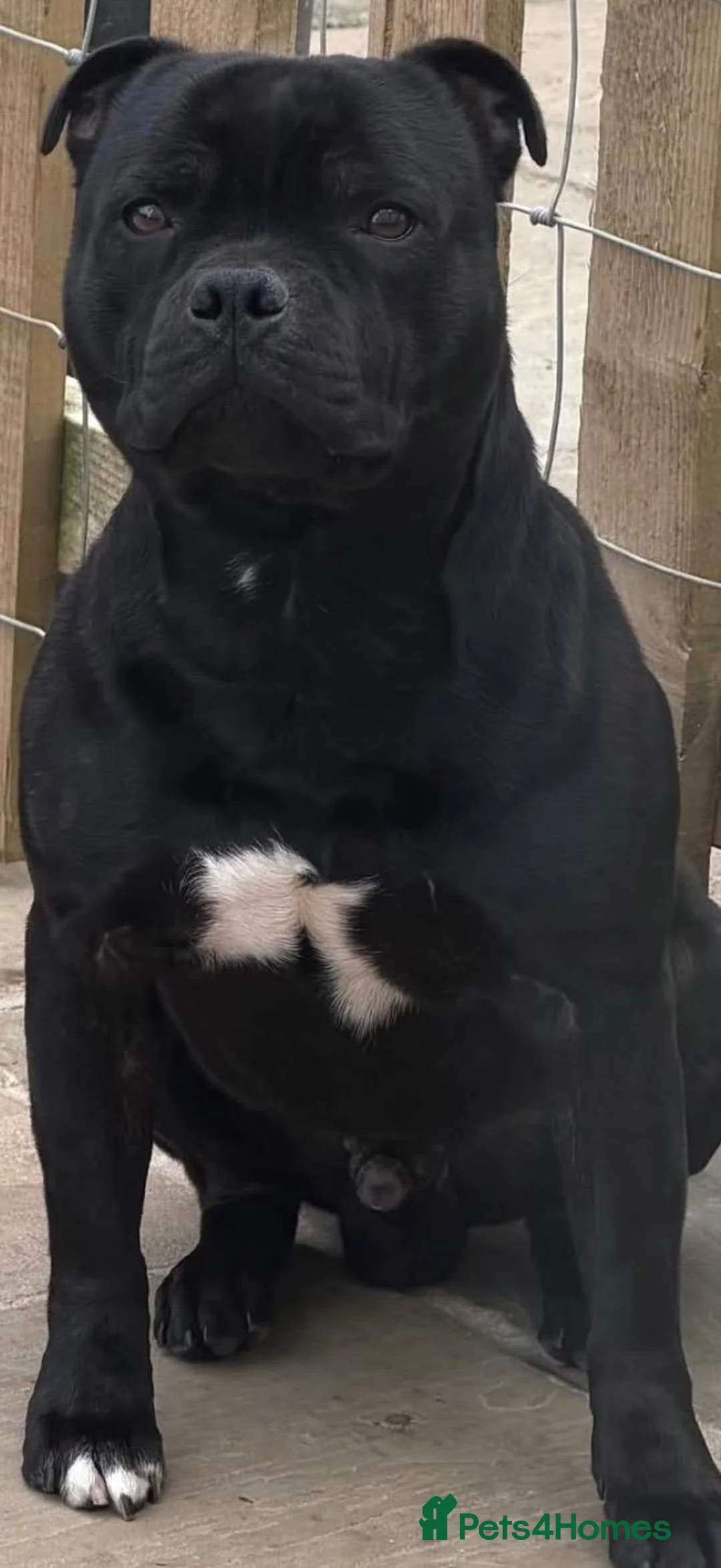 Staffordshire Bull Terrier dogs for sale: Staffordshire Bull Terrier Puppies KC Registered in Drybrook - Advert 2