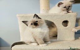 Ragdoll cats for sale: Stunning Ragdoll kittens  - Image 16