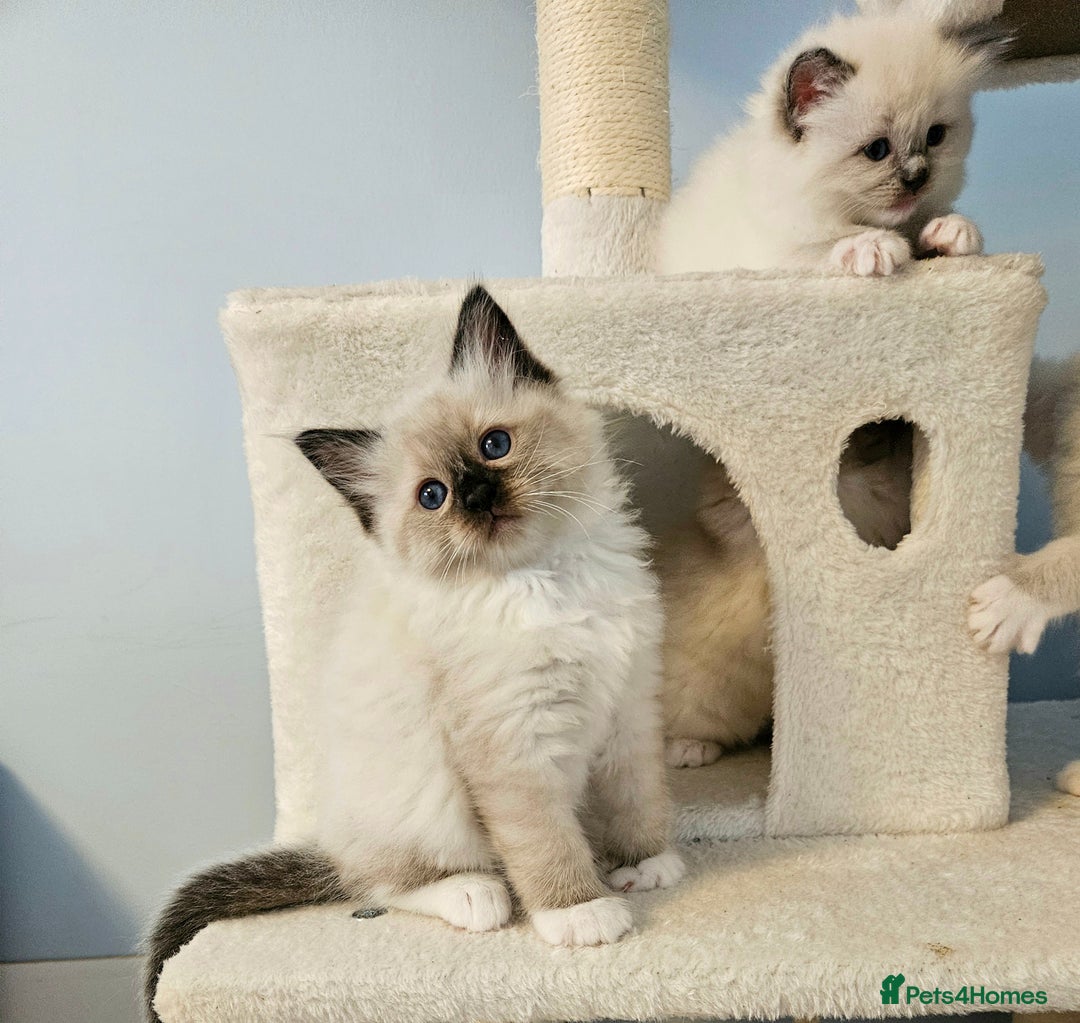 Ragdoll cats for sale: Stunning Ragdoll kittens  - Image 16