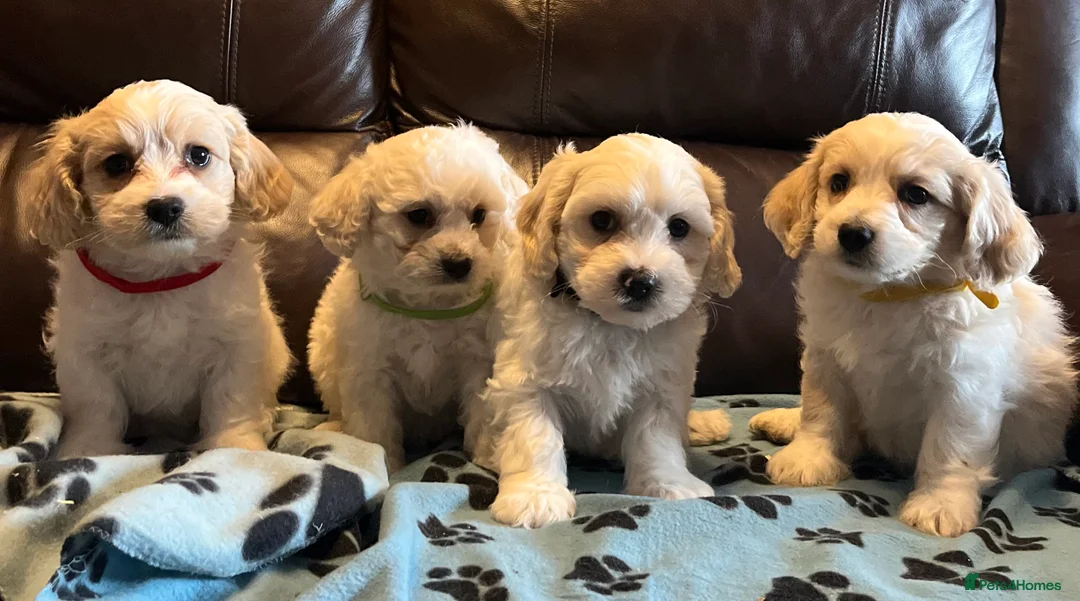 Cavachon dogs for sale: Cute Cavachon x bichon Frise puppies  - Advert 17