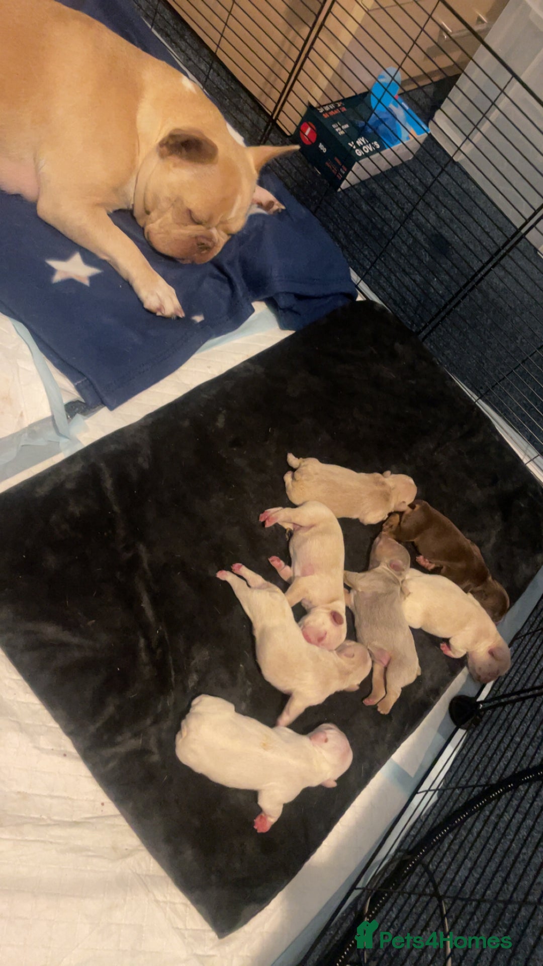 French Bulldog dogs for sale: QUALITY FRENCH BULLDOGS  - Image 2
