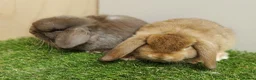 Mini Lop rabbits for sale: VHD- Vaccinated-Mini Lop Baby Rabbits  - Advert 2