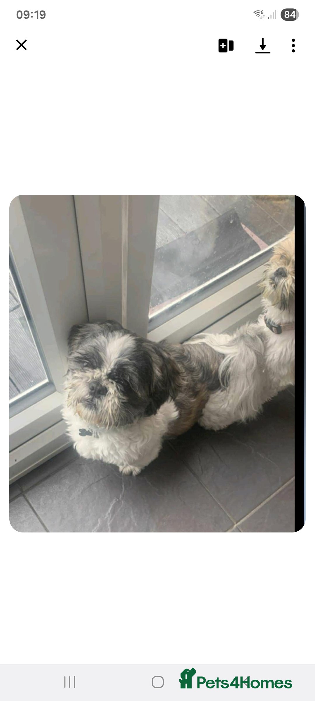 Shih Tzu dogs for sale: Shih tzu pups - Advert 21