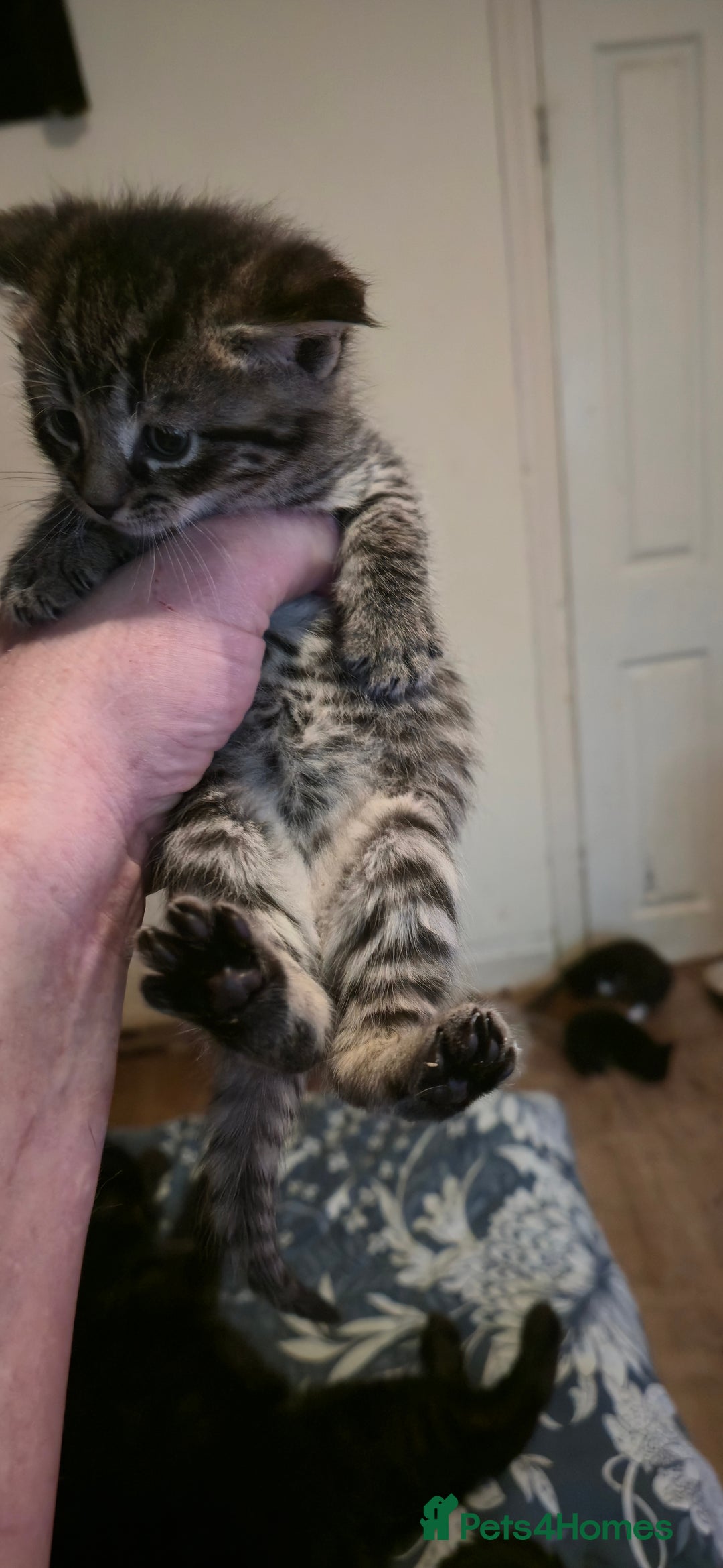 Mixed Breed cats for sale: 11 beautifull kittens ready for 14/01/2026 - Advert 9