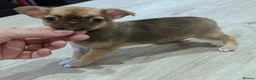 Chihuahua dogs for stud: KC reg-Heath Tested-Proven Stud - Advert 37