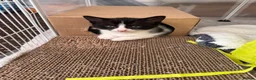 Mixed Breed cats for sale: 😻Adorable Kittens Looking for Their Homes 🐾 - Advert 4