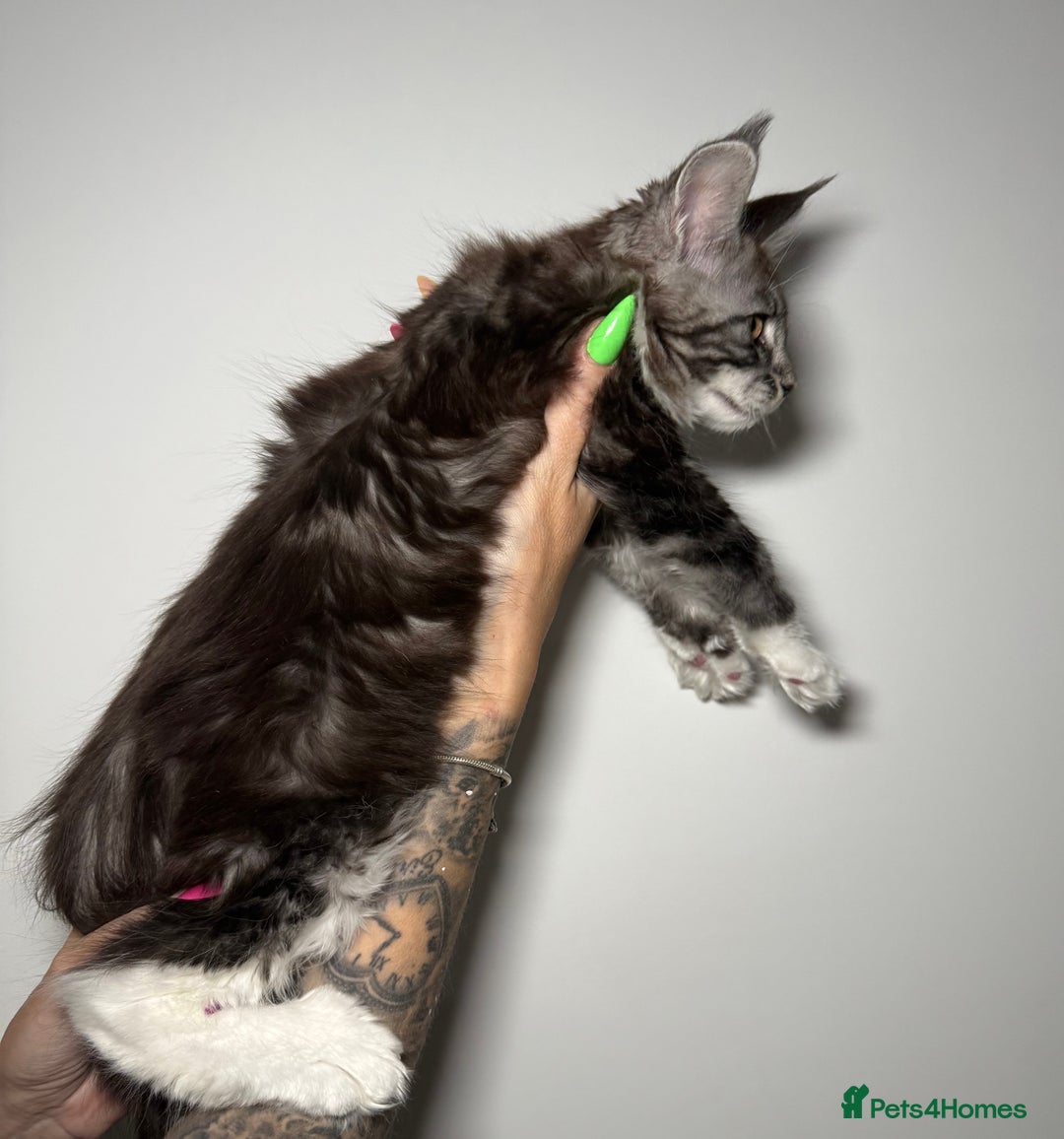 Maine Coon cats for sale: Champion line kittens , ready to go ☺️ - Advert 12