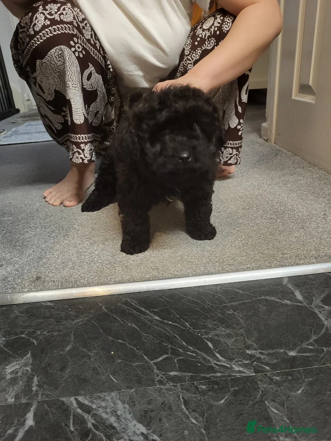 Pomapoo dogs for sale: Stunning Pomapoo Boys Looking for Love 🐾 - Advert 10