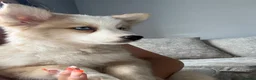 Mixed Breed dogs for sale: Adorable chow /husky puppy 💕 - Advert 4