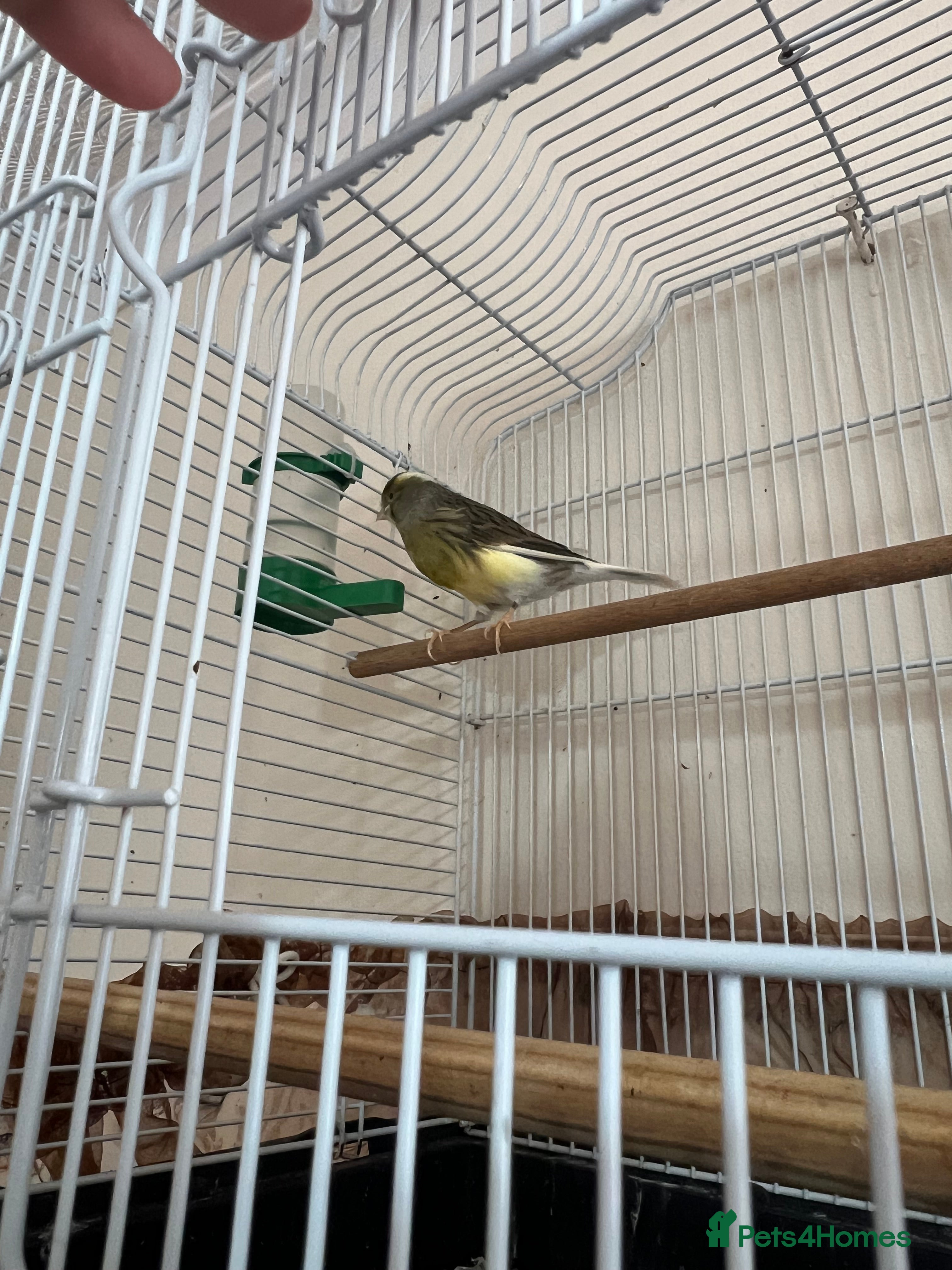 Canaries birds Canary bird  - Advert 7