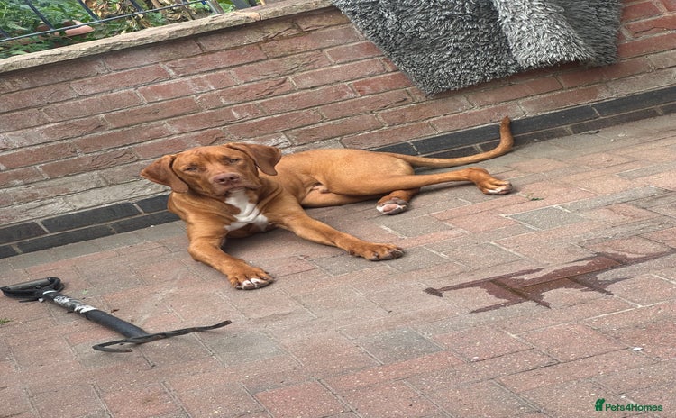 Mixed Breed dogs - Advert 1