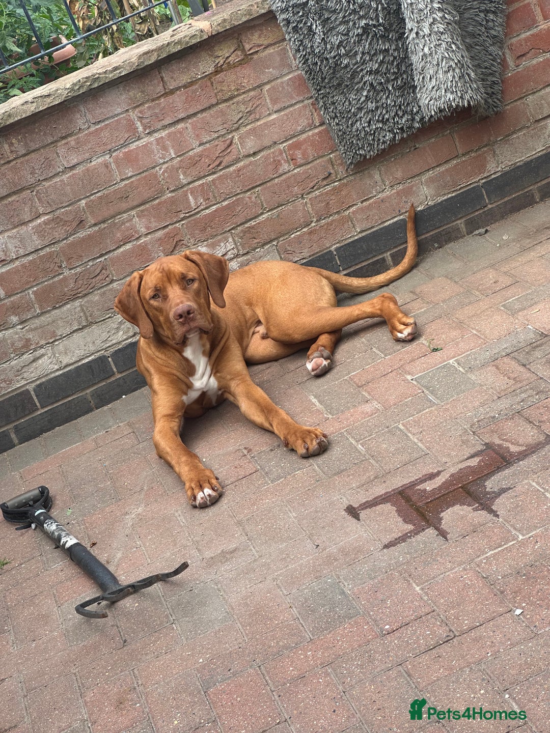 Mixed Breed dogs for sale: Bullmastiff x rhodesian ridgebag - Image 1