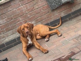 Mixed Breed dogs - Advert 2