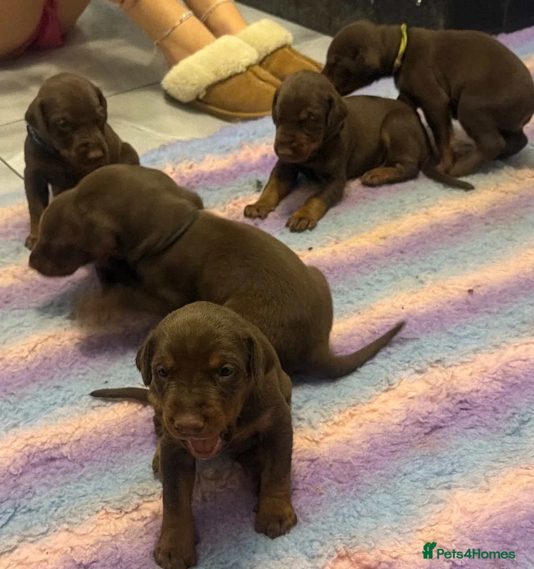Dobermann dogs for sale: 12 stunning Doberman puppies - Advert 1