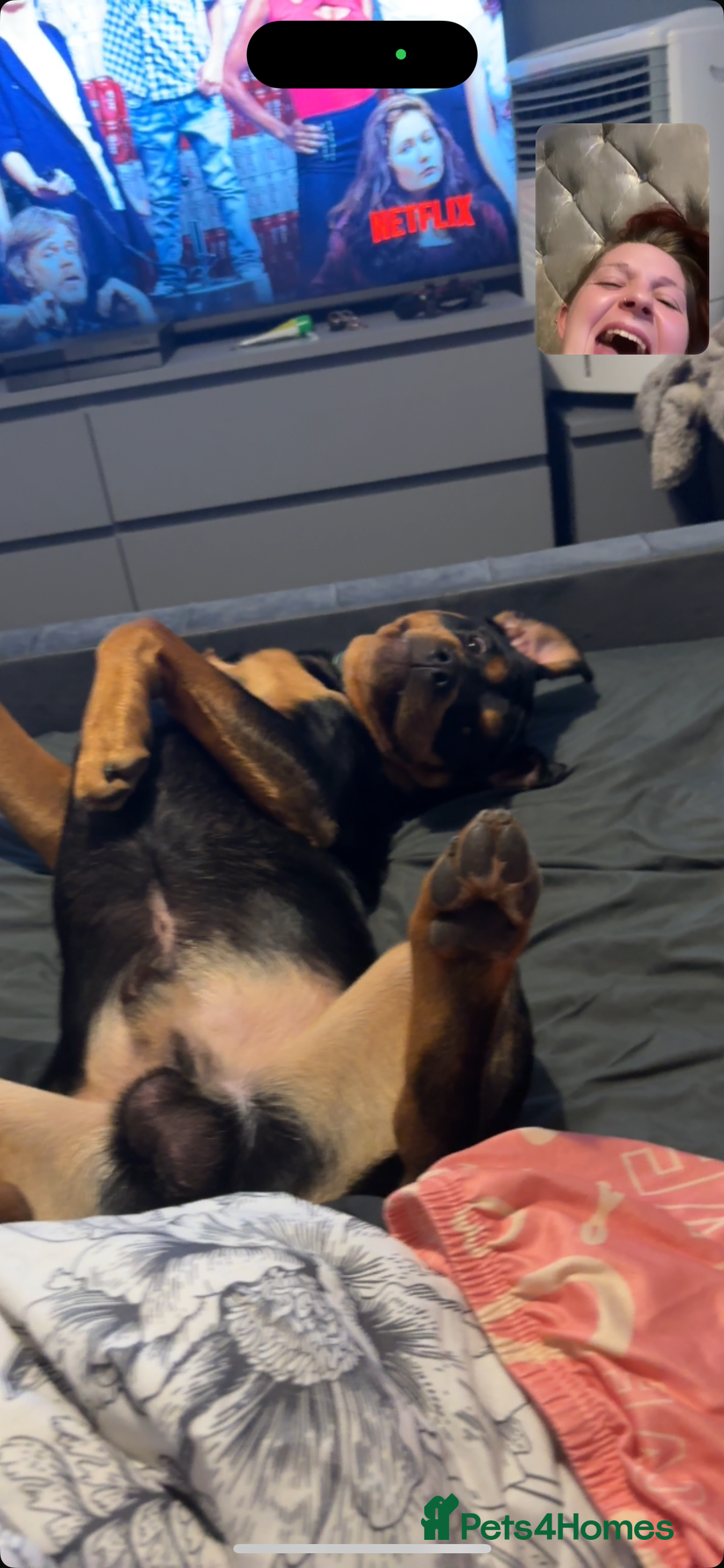 Rottweiler dogs for stud: Bruce the Rottweiler  - Advert 11