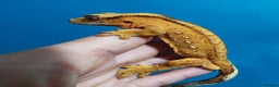 Gecko reptiles for sale:  Crested Gecko - Advert 3