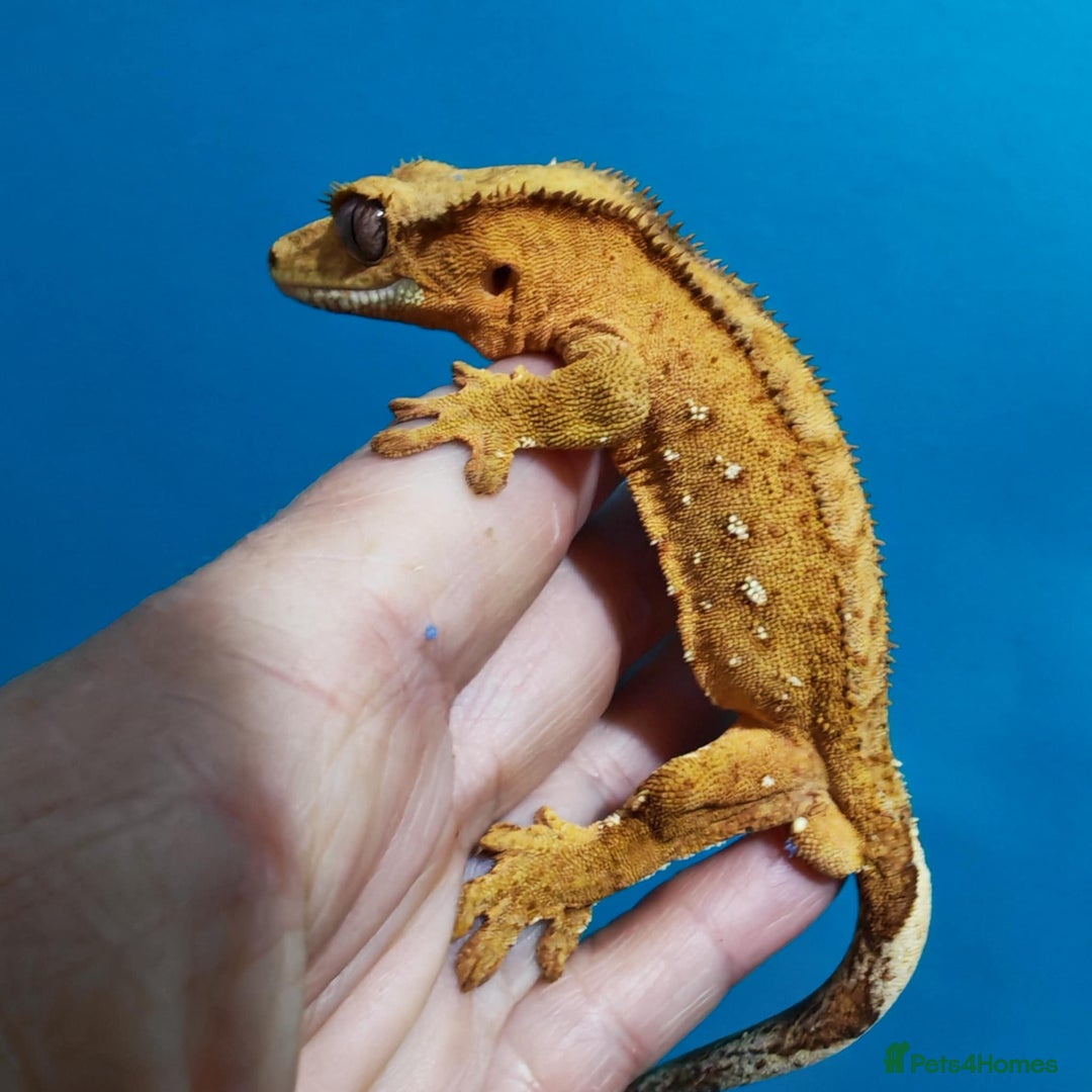 Gecko reptiles for sale:  Crested Gecko - Image 3