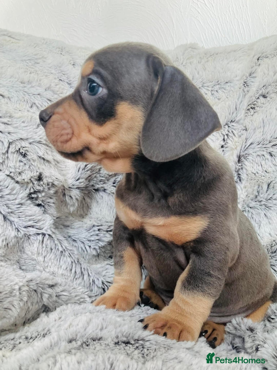 Mixed Breed dogs for sale: Bulldog x Mini Dachshund Puppies - Advert 2