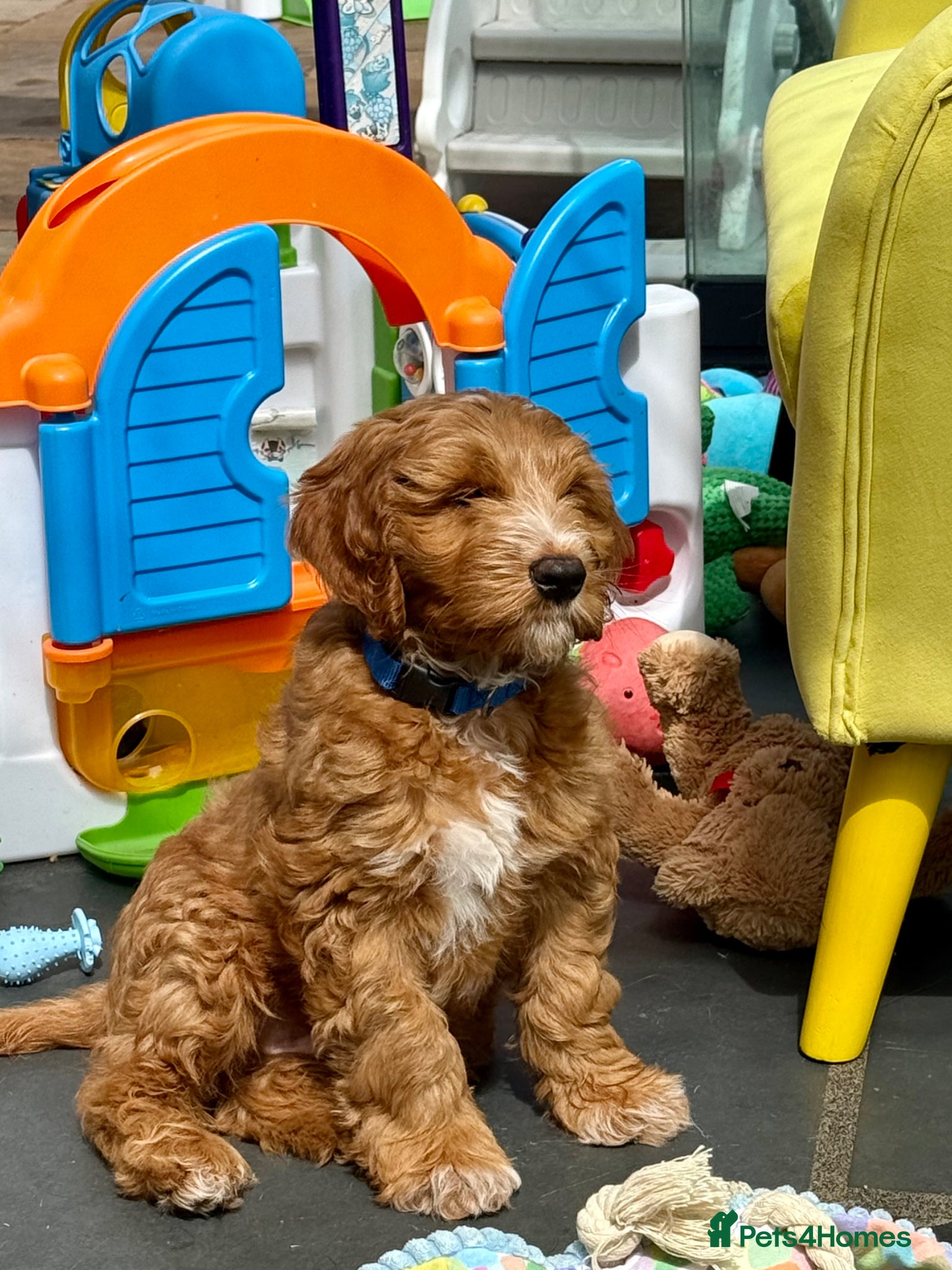 Australian Labradoodle dogs DOODLE BONKERS  - Advert 1