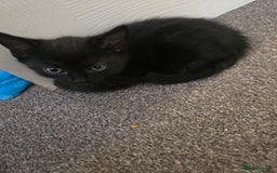 Mixed Breed cats for sale: 3 beautiful friendly females  - Image 4