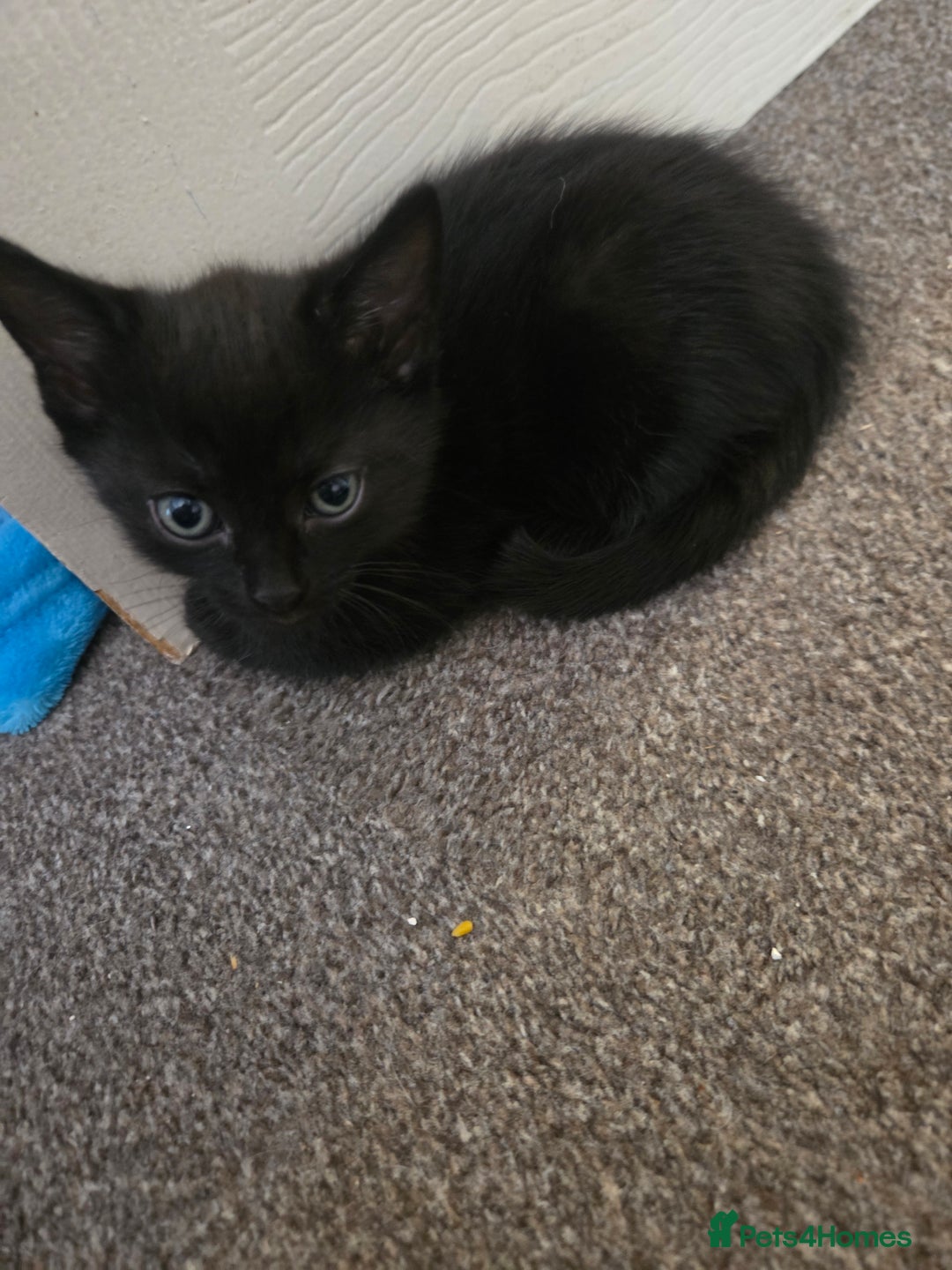 Mixed Breed cats for sale: 3 beautiful friendly females  - Image 4