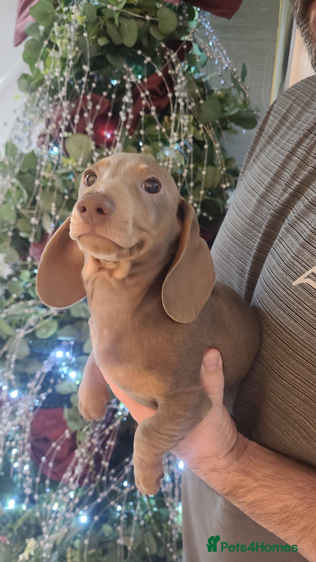 Miniature Dachshund dogs for sale: Kc Mini Dachshunds - Advert 10