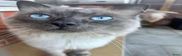 Ragdoll cats for stud: Blue Point Ragdoll for stud 🩵 - Advert 1