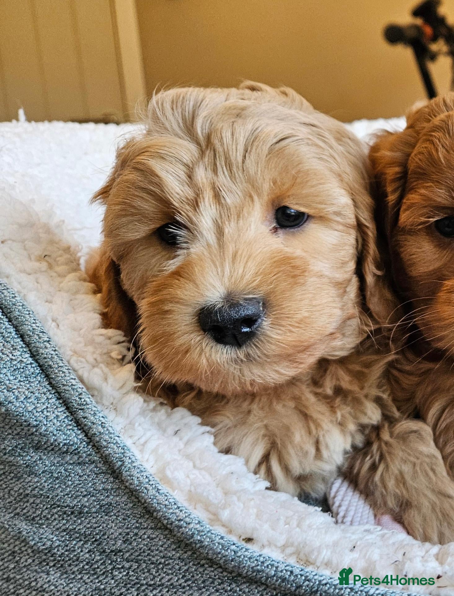 Cockapoo dogs 1 Girl Ready for loving homes, licensed breeder!   - Advert 1
