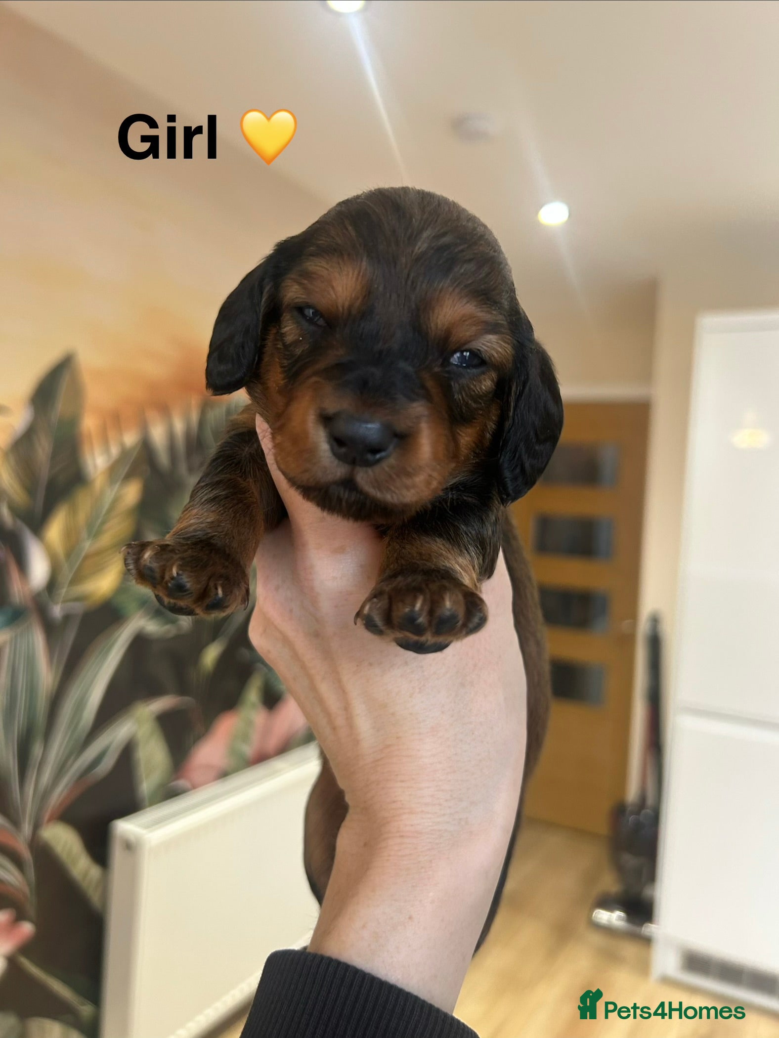 Dachshund dogs Stunning 5 generation KC standard dachshunds  - Advert 8