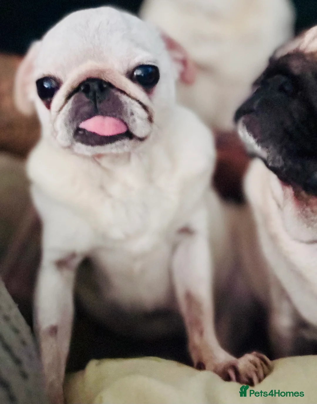 Pug dogs for sale: Pug puppies  - Advert 8