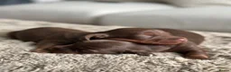 Miniature Dachshund dogs for sale: True beautiful miniature longhair dachshund  - Advert 6