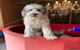 Sheepadoodle dogs for sale: Medium Sheepadoodle Puppies Available  - Image 36