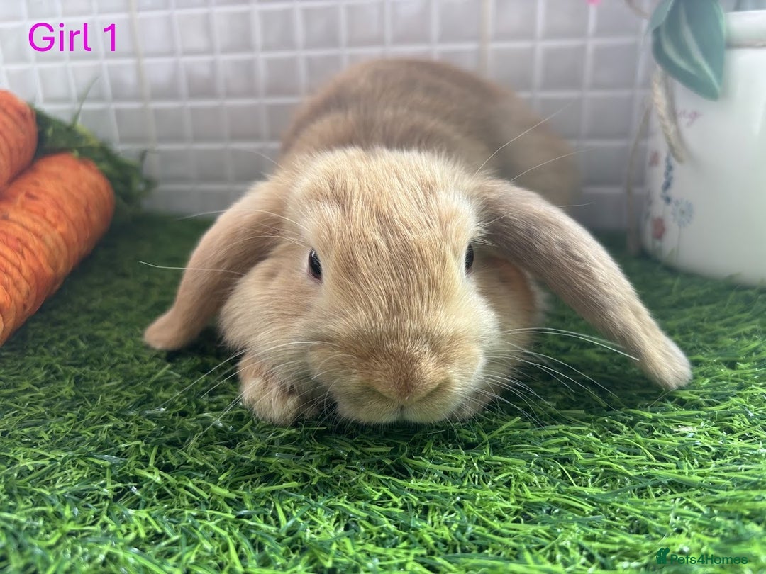 Mini Lop rabbits for sale: Mini lop baby bunnies - Ready now! - Image 23