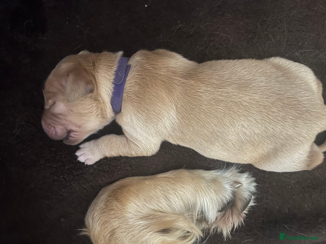 Golden Retriever dogs for sale: Pure bred Golden Retriever puppies - Image 21