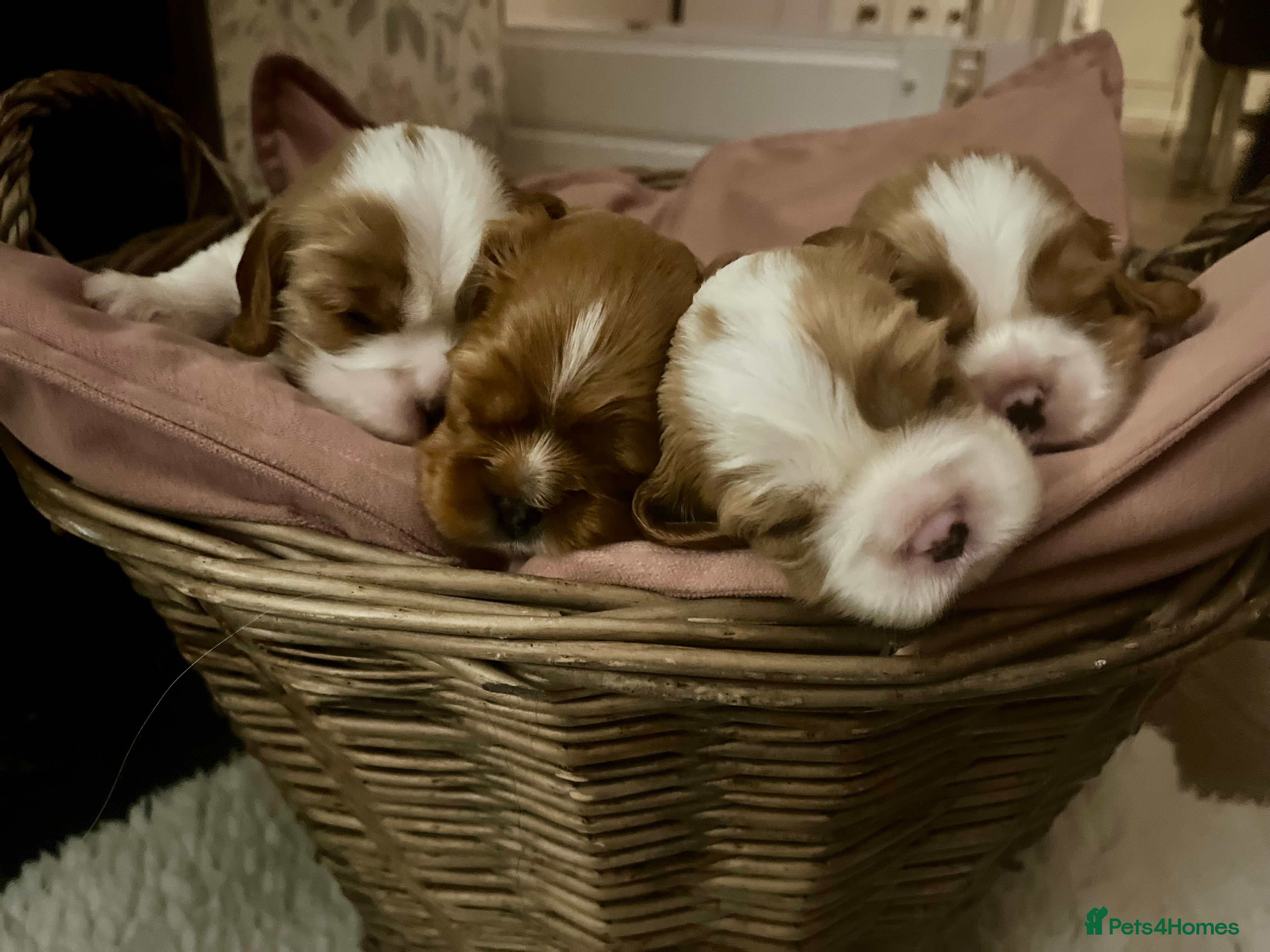 Cavalier King Charles Spaniel dogs CKCS Puppies - KC Registered and Health Tested - Advert 1