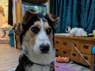 Mixed Breed dogs ESSIE - Advert 11