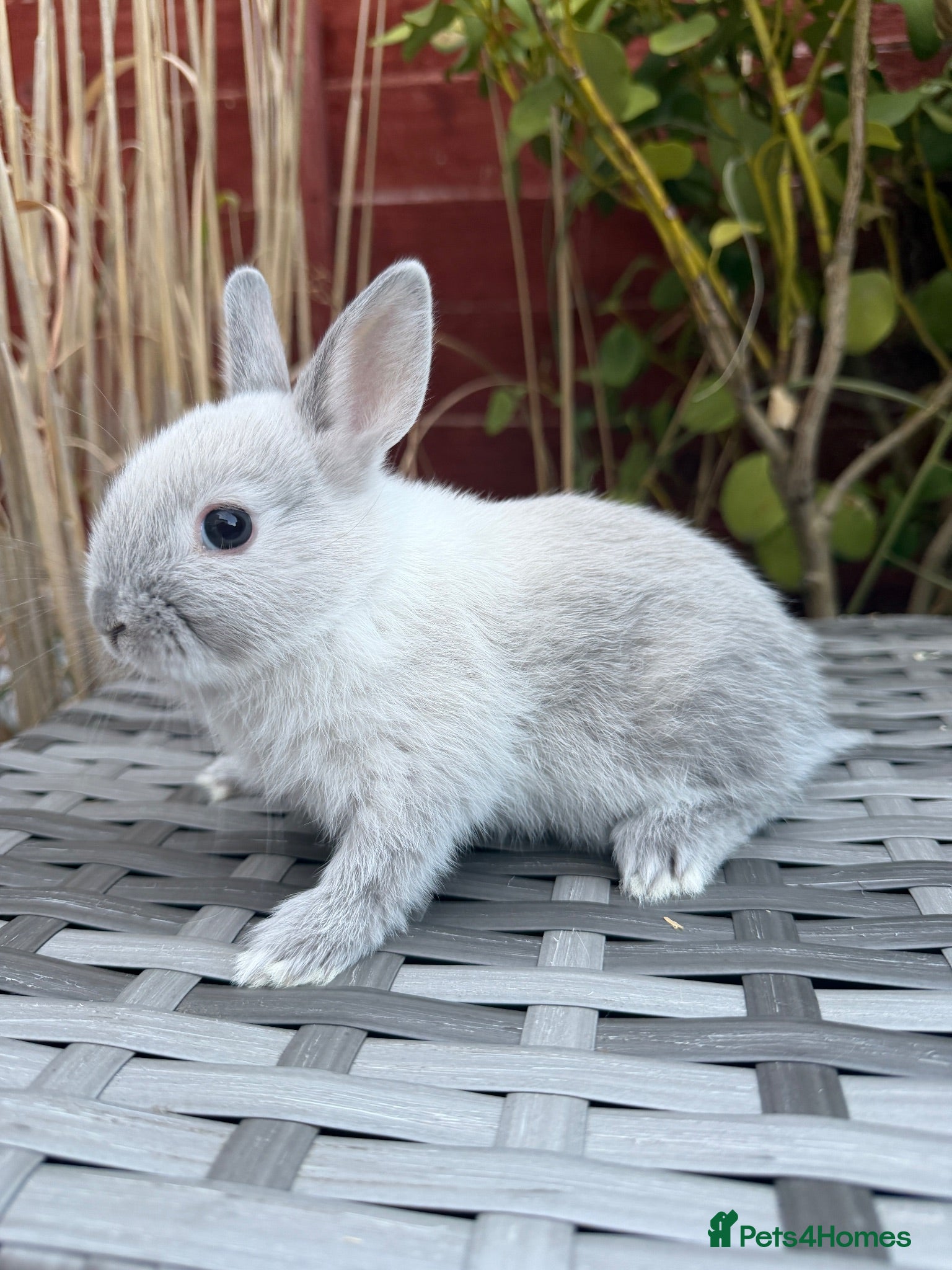 Netherland Dwarf rabbits Last bunny available Purebred Netherland Dwarf - Advert 2