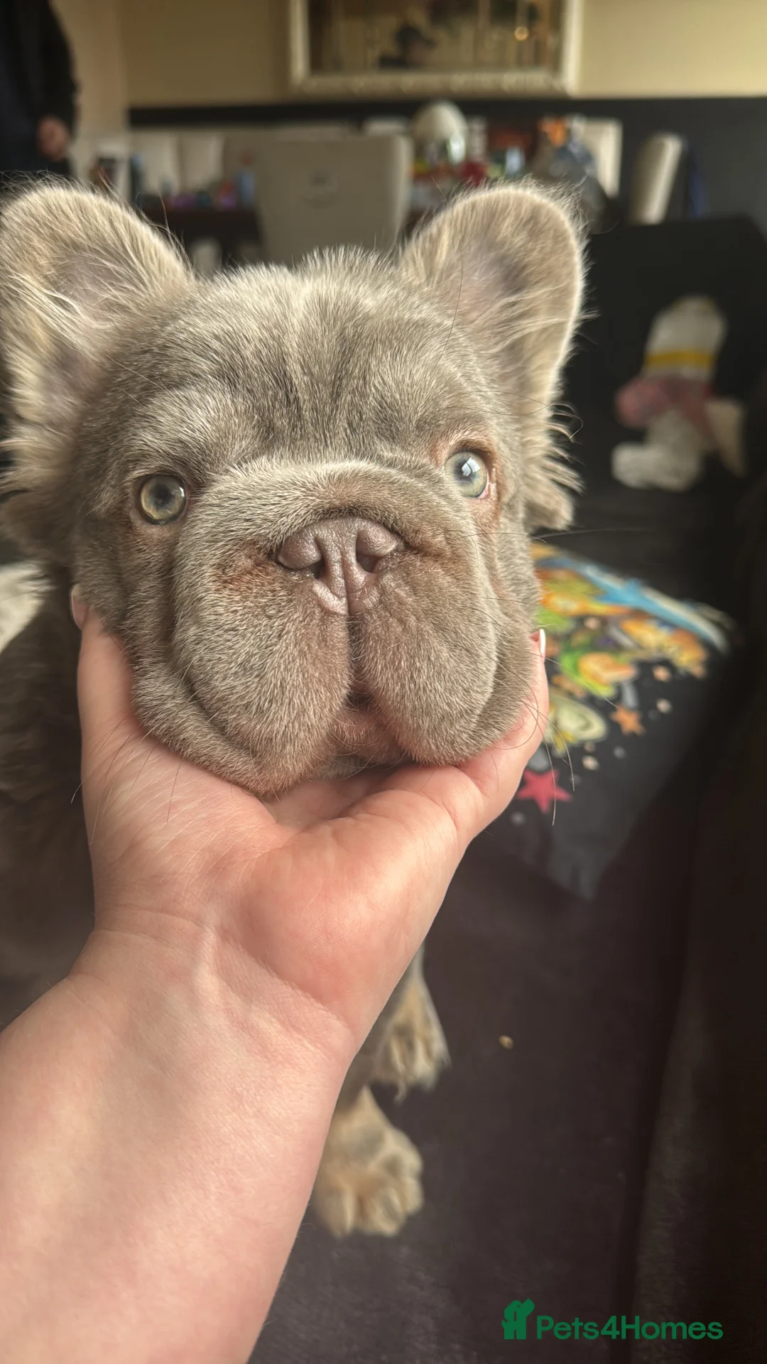 French Bulldog dogs for sale: Fluffy frenchie in Salford - Advert 3