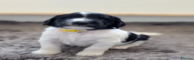 Motomoto