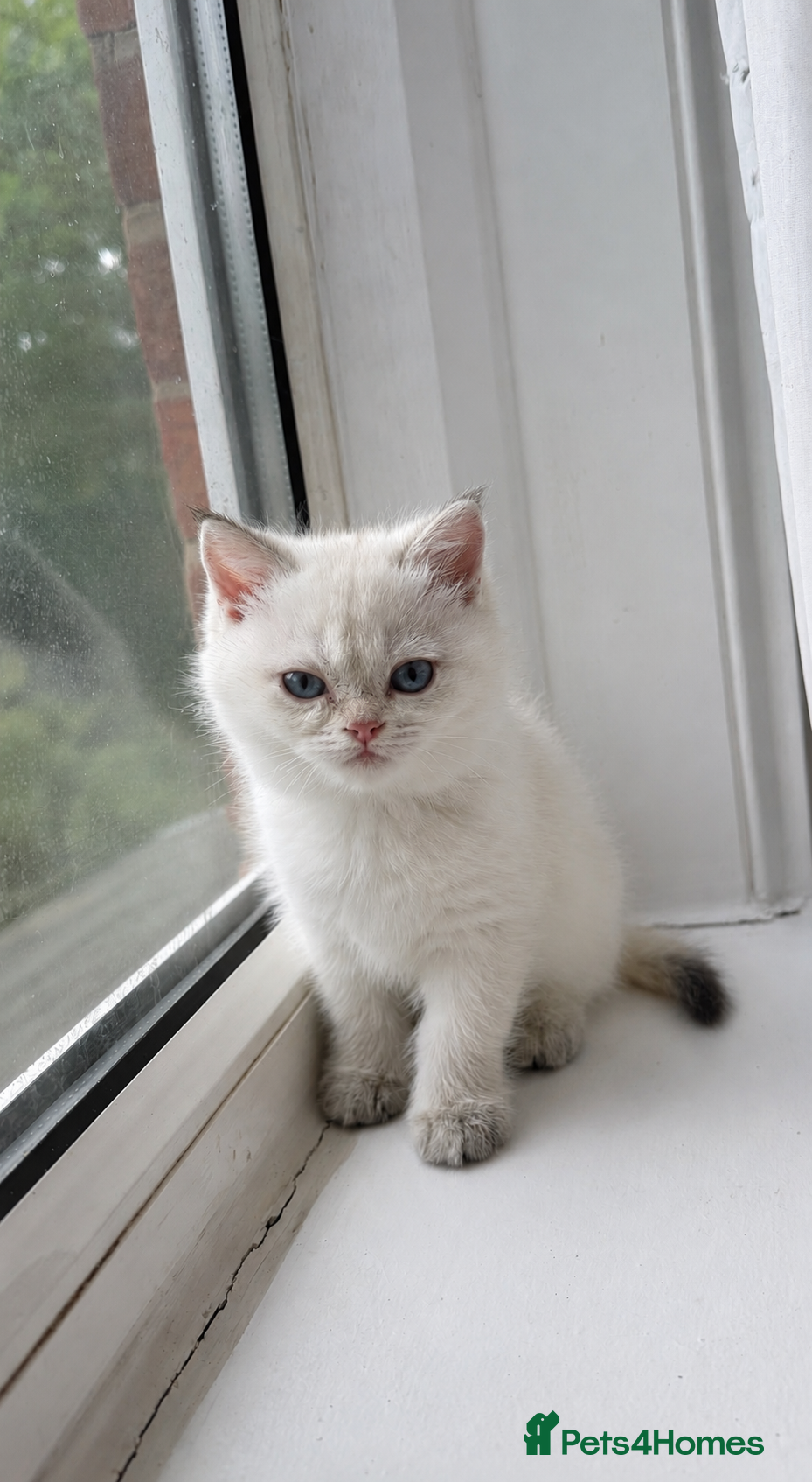 British Longhair cats Exquisite British Kittens – Golden & Colourpoint  - Advert 13