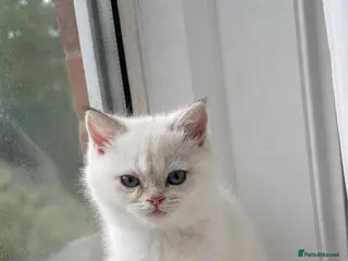 British Longhair cats Exquisite British Kittens – Golden & Colourpoint - Advert 13