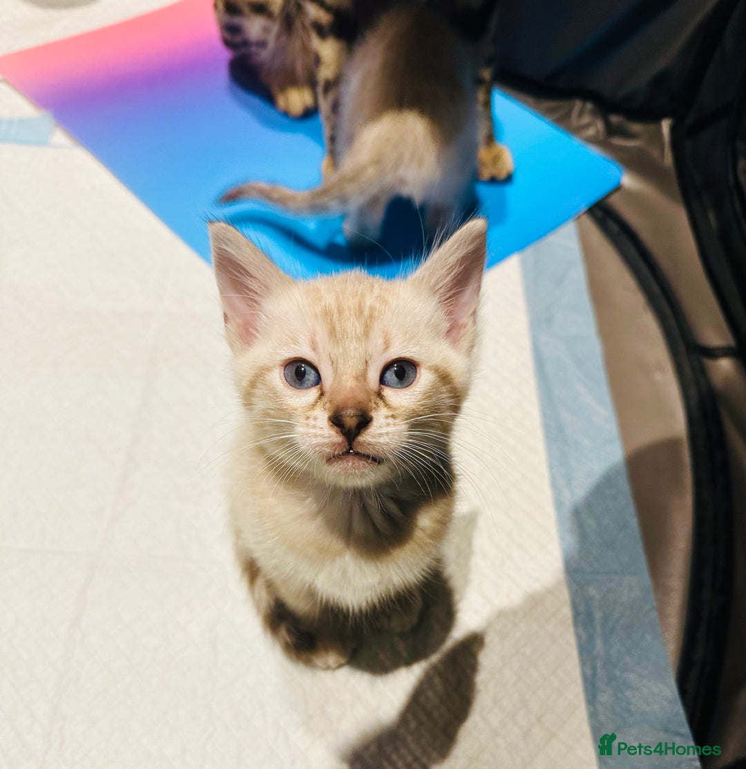Bengal cats for sale: Snow lynx bengal kittens - Image 6