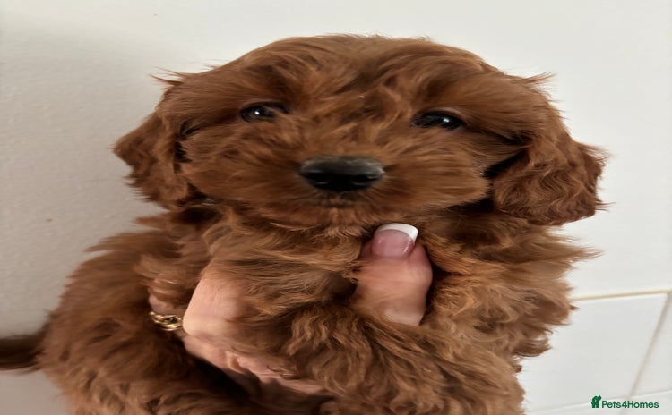 Cavapoo dogs - Advert 13