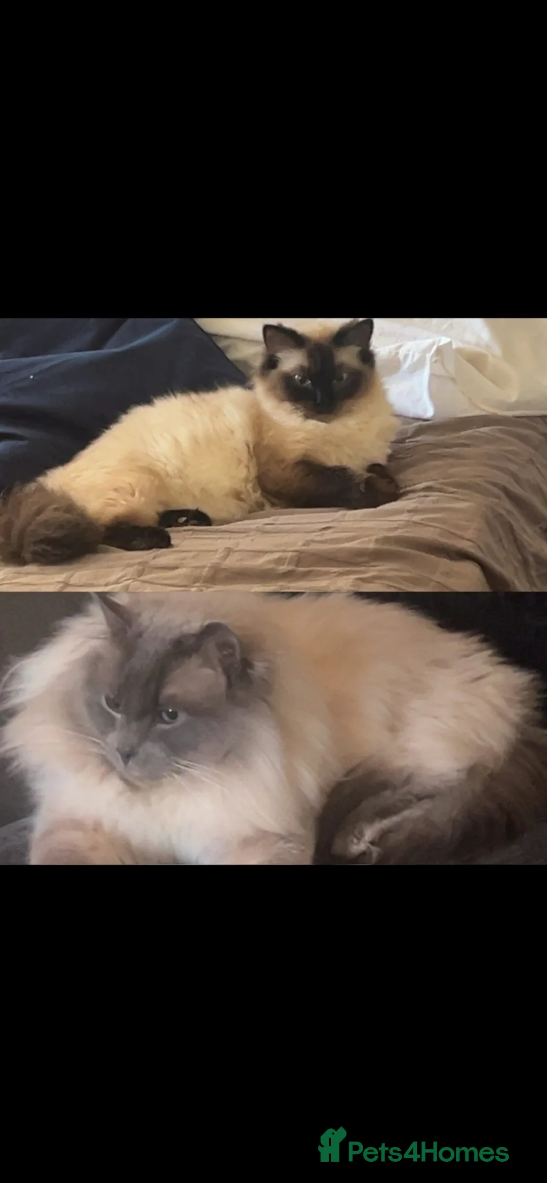 Ragdoll cats for sale: 2 beautiful blue point ragdoll boy kittens  - Advert 5