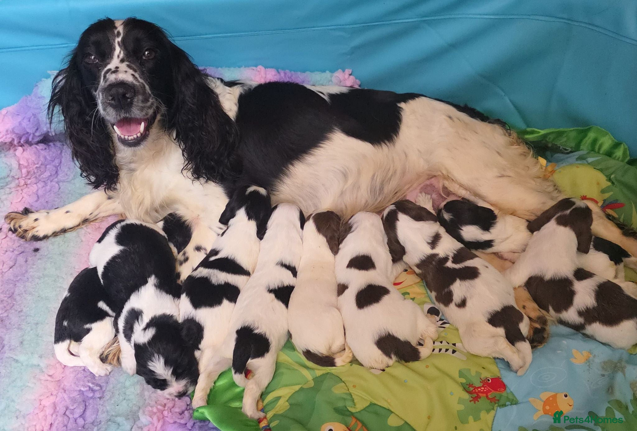 English Springer Spaniel dogs KC Homebred Health Tested Vet Social Pups 🩷 - Advert 1