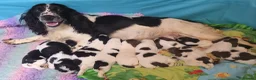 English Springer Spaniel dogs for sale: KC Homebred Health Tested Vet Social Pups 🩷 - Advert 9