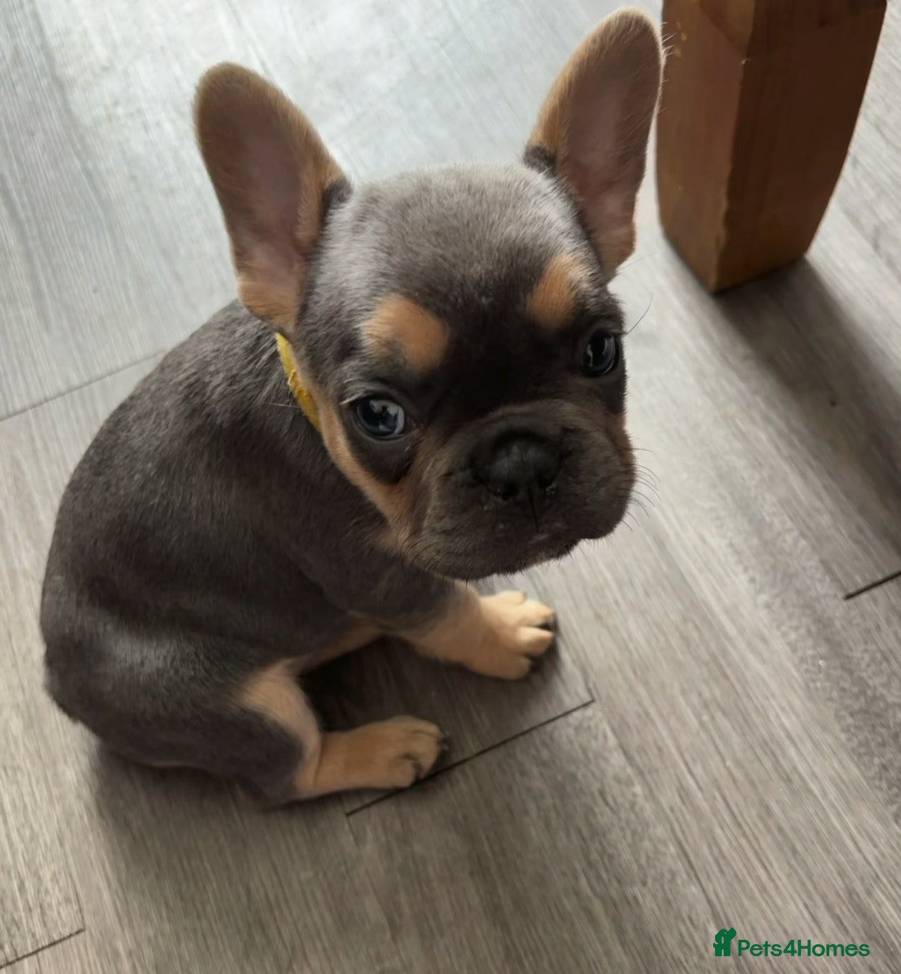 French Bulldog dogs Beautiful Female French Bulldog Puppy - Advert 6