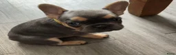 French Bulldog dogs for sale: Beautiful Female French Bulldog Puppy in London - Advert 1