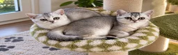 British Shorthair cats for sale: BSH GCCF registered silver chinchilla last girl - Advert 5