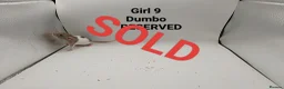 Rat rodents for sale: April Rats! (7 Boys & 5 Girls Left) - Advert 19